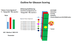 gleason_outline